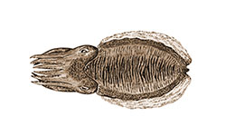 Cefalópodes
