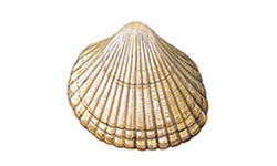 Bivalves