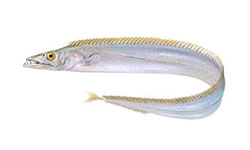 Peixe espada branco