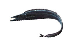 Peixe espada preto