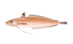 Peixes