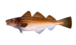 Bacalhau do Atlântico