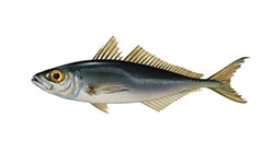 Carapau