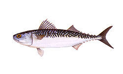 Cavala
