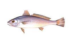 Corvina legítima