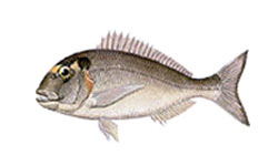 Dourada