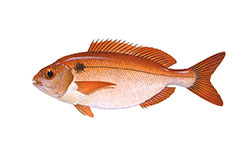 Goraz