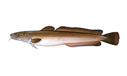 Maruca