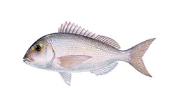 Pargo legítimo