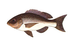 Pargo mulato