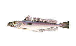 Pescada da África do Sul
