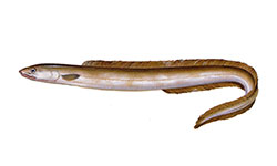 Safio