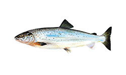 Salmão do Atlântico