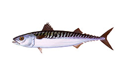 Sarda