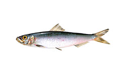 Sardinha