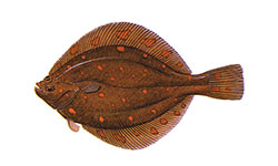 Solha